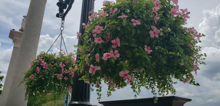 phone pics from florida